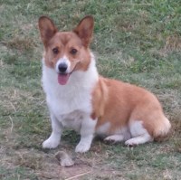 TS Farms Pembroke Welsh Corgi breeder