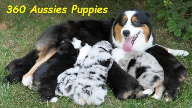 Australian Shepherd Dog Breeder 10007