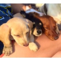 Muddy River Dachshunds Dachshund for breeder