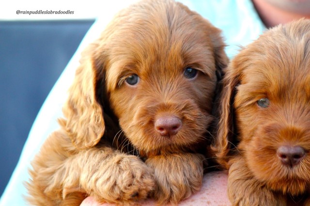 RainPuddles labradoodles