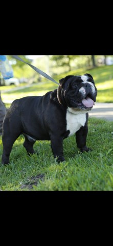 English Bulldog Stud 26915