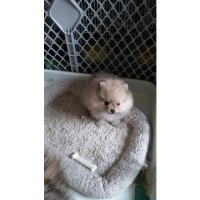 Foreverpomeranian Pomeranian breeder