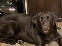 Steve Mitzen - Labrador Retriever Stud