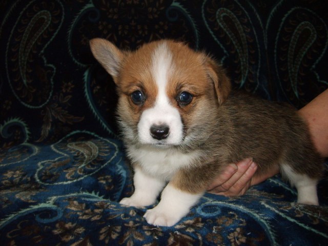 Pembroke Welsh Corgi Breeder 27824