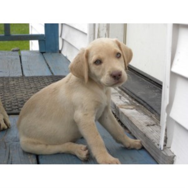 Labrador Retriever Breeder 24923