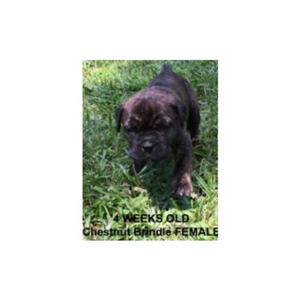 Cane Corso Breeder 25112