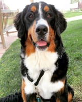 Nanna & Little Bernese Mountain Dog breeder