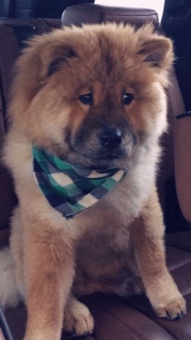 Chow Chow Stud 27428