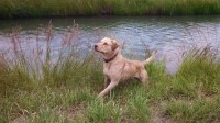 Chesapeake Bay Retriever thumbnail