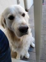 Simone Litsch - Golden Retriever Stud