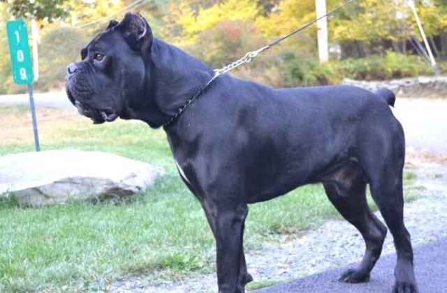 Caveo Cane Corso Cane Corso Breeder In Halfmoon New York