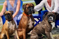 Cindi Ingersoll - Boxer Stud