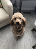 Karla Pyrch - Poodle Standard Stud