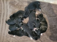 NativePawsMalamutes Alaskan Malamute breeder