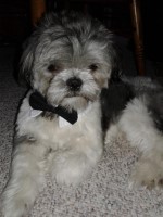 Linford A Karns - Shih Tzu Stud