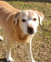 Samantha - Labrador Retriever Stud