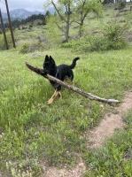 Adam - German Shepherd Dog Stud