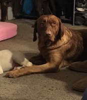 Lucky Labs Labrador Retriever breeder