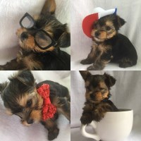 Angela Buckley - Yorkshire Terrier Stud