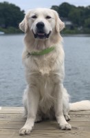 Chloe - Golden Retriever Stud