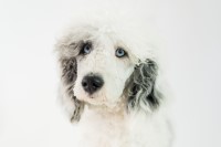 Jenna - Poodle Standard Stud