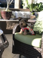 Grecia perez - Yorkshire Terrier Stud