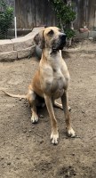 Laura - Great Dane Stud
