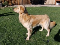 Brian Blanchard - Golden Retriever Stud