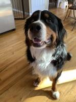 Donna Vivo - Bernese Mountain Dog Stud