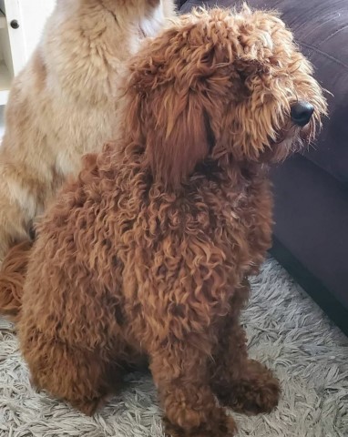 Goldendoodle Stud 28631