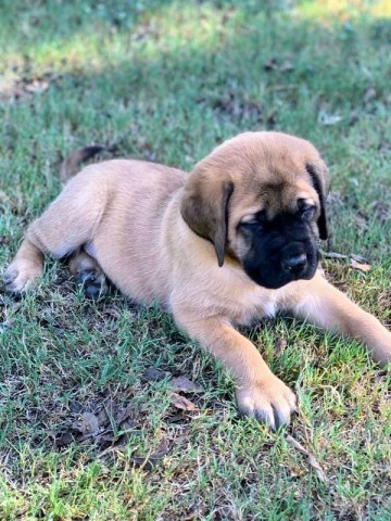 Mastiff Breeder 27510