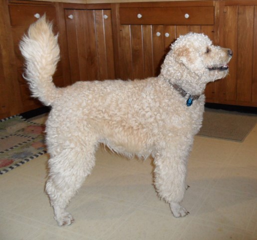 Goldendoodle Stud 25972