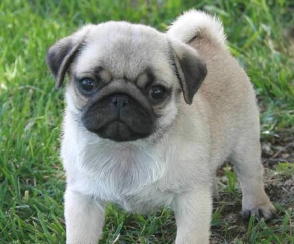 Pug Stud 31289