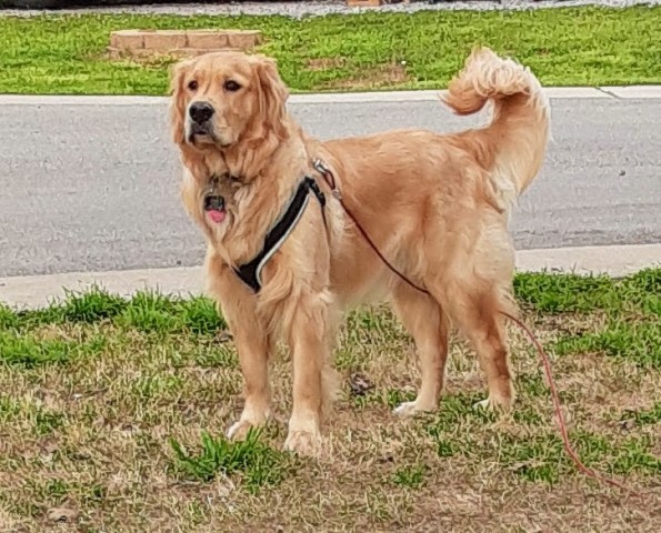 Golden Retriever Stud 30071