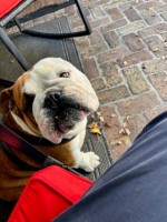 Alex - English Bulldog Stud