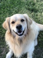 Ashlin Hauri - Golden Retriever Stud