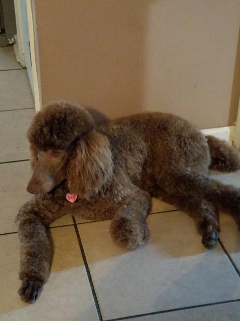 Poodle Standard Breeder 25955