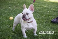 Lenin - French Bulldog Stud