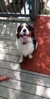 Nicolena Warnock - Bernese Mountain Dog Stud