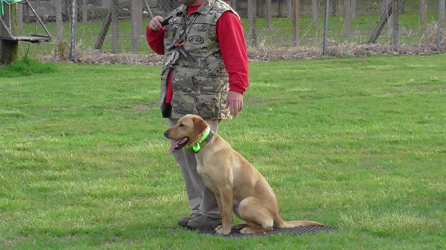 Pheasant Row Kennels