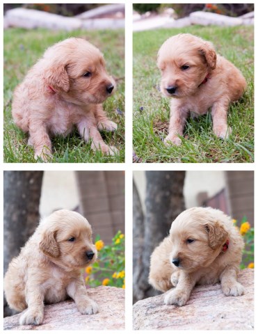 GoldenDoodle Lovely