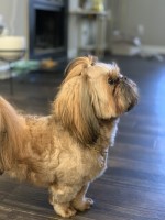 Rachel - Shih Tzu Stud