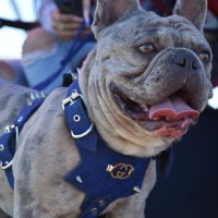 Israel Cervantes - French Bulldog Stud