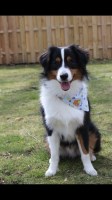Danielle Madsen - Miniature Australian Shepherd Stud