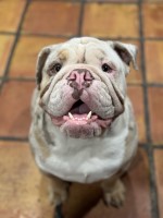Yvette Trejo - English Bulldog Stud