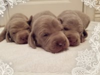 Weimaraner thumbnail