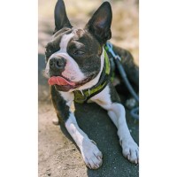 Kayla Jacob - Boston Terrier Stud