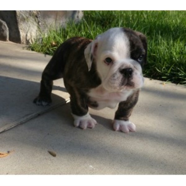 English Bulldog Breeder 22472