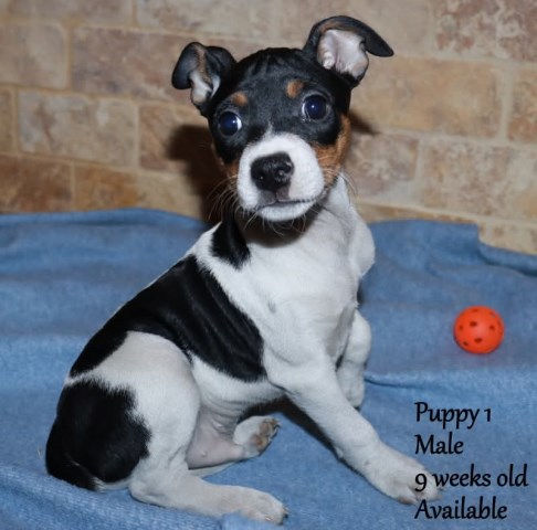 Rat Terrier Breeder 15774