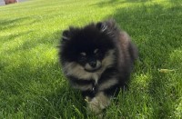 Pablo - Pomeranian Stud